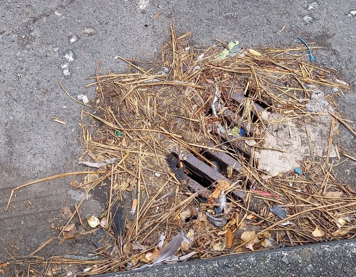 Street grate surrounded by dried grass and detritus
