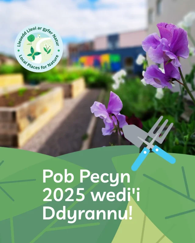 Rydym wrth ein bodd yn dweud bod pob Pecyn Lleoedd Lleol ar gyfer Natur ar gyfer 2025 bellach wedi'i ddyrannu, diolch i bawb a wnaeth gais! 🌿Wedi colli allan y tro hwn? Peidiwch â phoeni, rydym yn dal i groesawu ceisiadau. Bydd ymgeiswyr llwyddiannus yn cael eu rhoi ar ein rhestr wrth gefn ar gyfer mis Ebrill 2026.Dysgwch fwy (dolen yn y bio) ------We’re thrilled to say that all Local Places for Nature Packages for 2025 have now been allocated, thank you to everyone who applied! 🌿Missed out this time? Don’t worry, we’re still welcoming applications. Successful applicants will be placed on our reserve list for April 2026.Find out more (link in the bio)#BacktoNature #NôliNatur #WalesClimateWeek #WythnosHinsawddCymru
