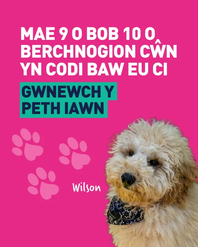 Mae 9 allan o 10 o berchnogion cŵn yn codi baw eu hanifeiliaid anwes, ydych chi’n un ohonynt? 🐶Dewch i ni gadw’r mannau rydym yn eu rhannu yng Nghymru yn lân i bawb eu mwynhau.👉 Gwnewch y peth iawn. #BagiwchBiniwch-----9 out of 10 dog owners pick up after their pets, are you one of them? 🐶Let’s keep Wales’ shared spaces clean for everyone to enjoy.👉 Do the right thing. #BagItBinIt