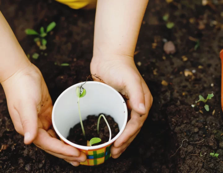 planting 