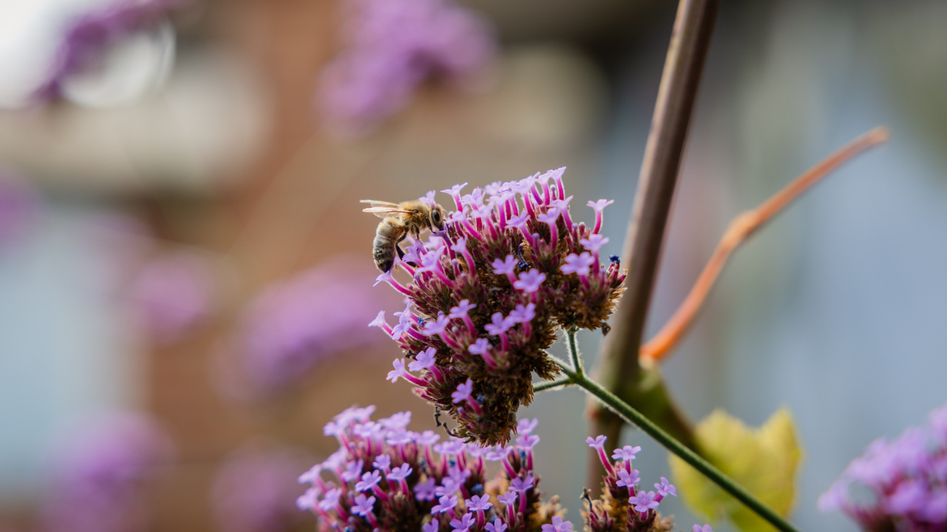 A bee collects nectar from a cluster of small purple flowers.