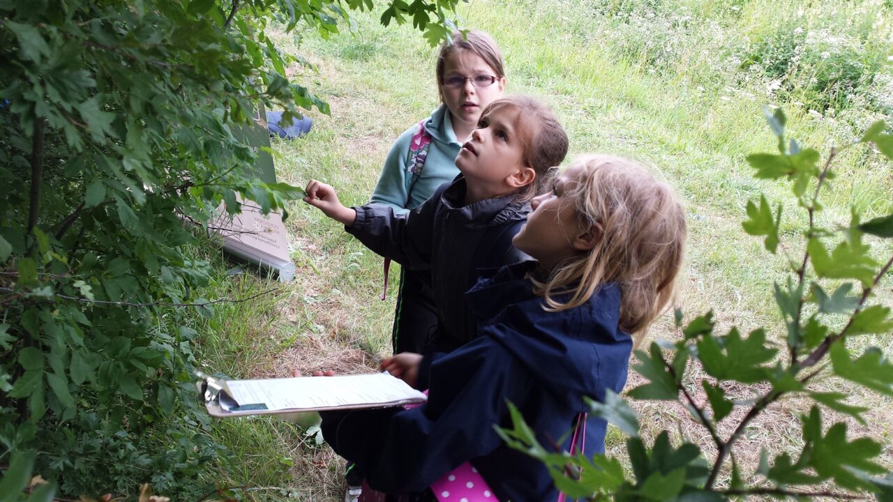 three school children with clipboards looking up into the trees above them