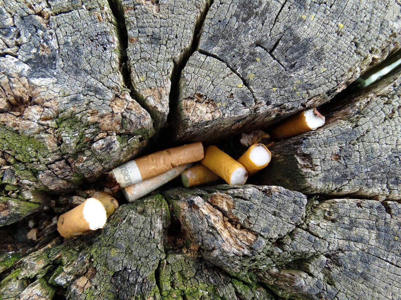 Discarded cigarette butts pushing into a tree stump