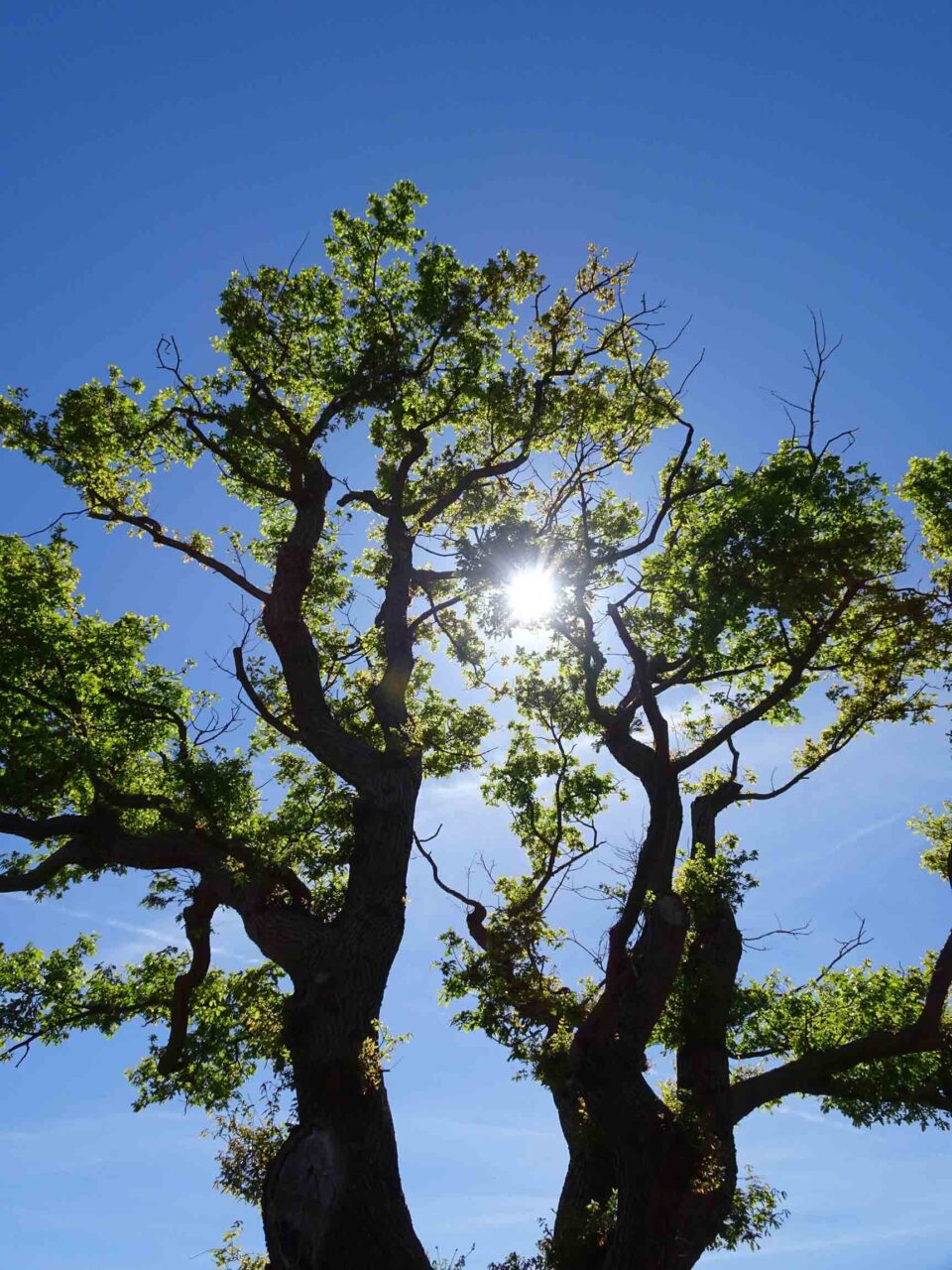 Looking up at a tree canopy
