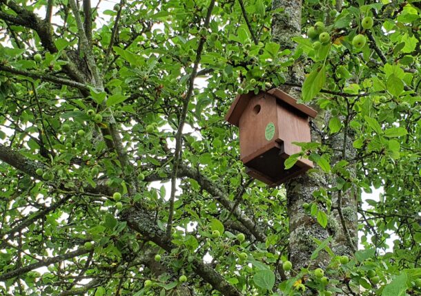 conservation projects - bird house in tree