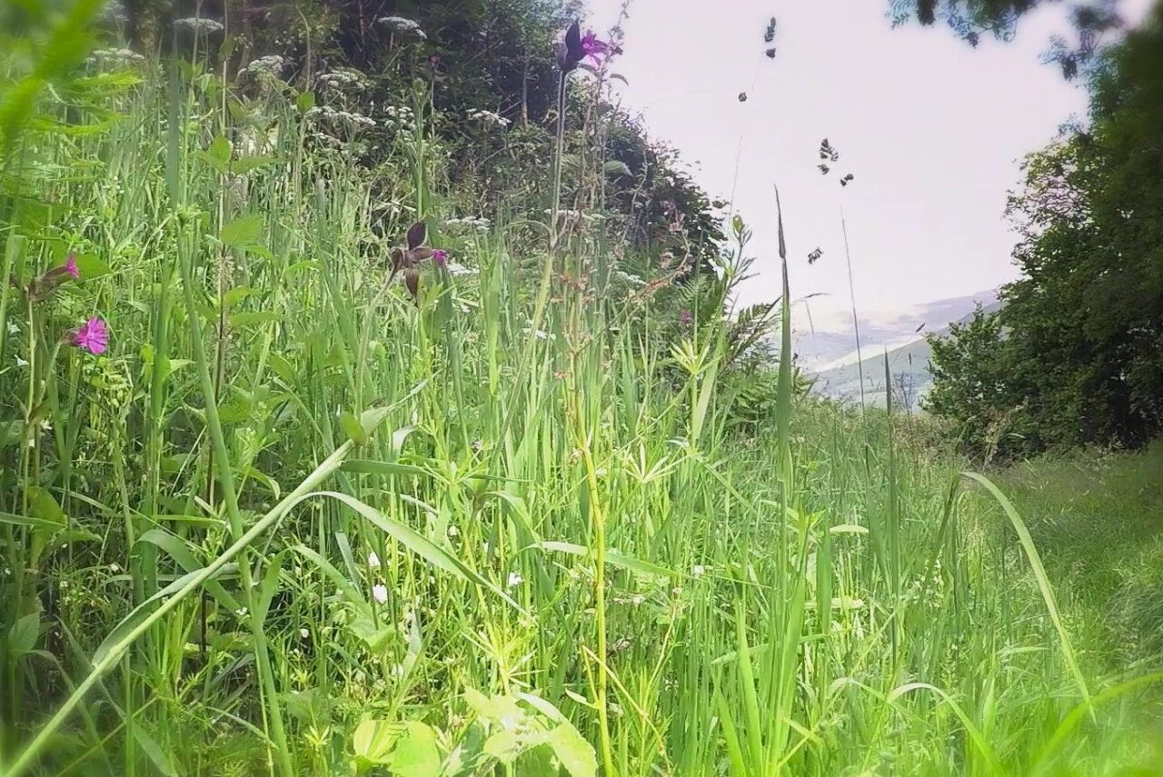 A hedgerow near a road