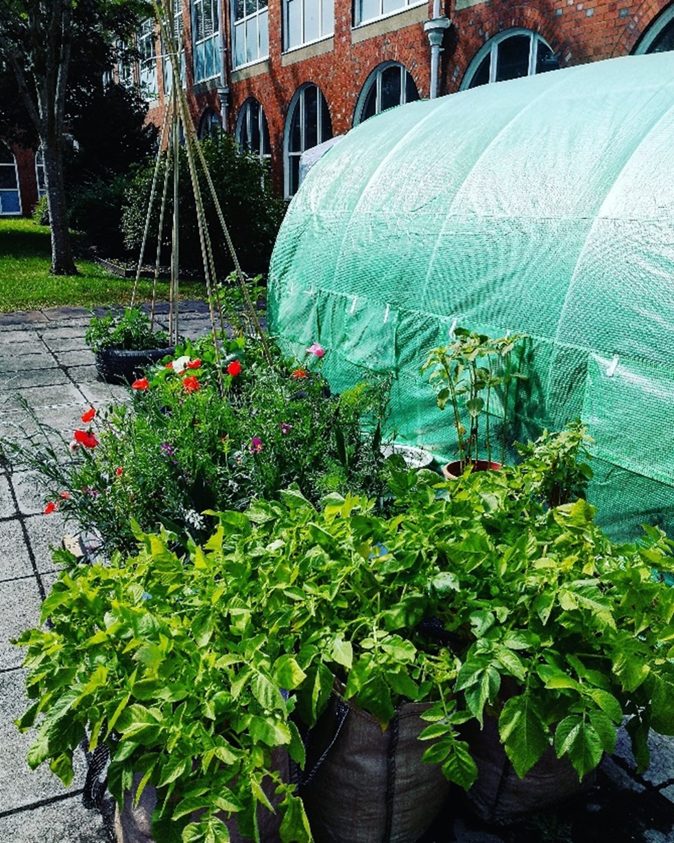 Twnnel polythen gyda phlanhigion y tu allan iddo.