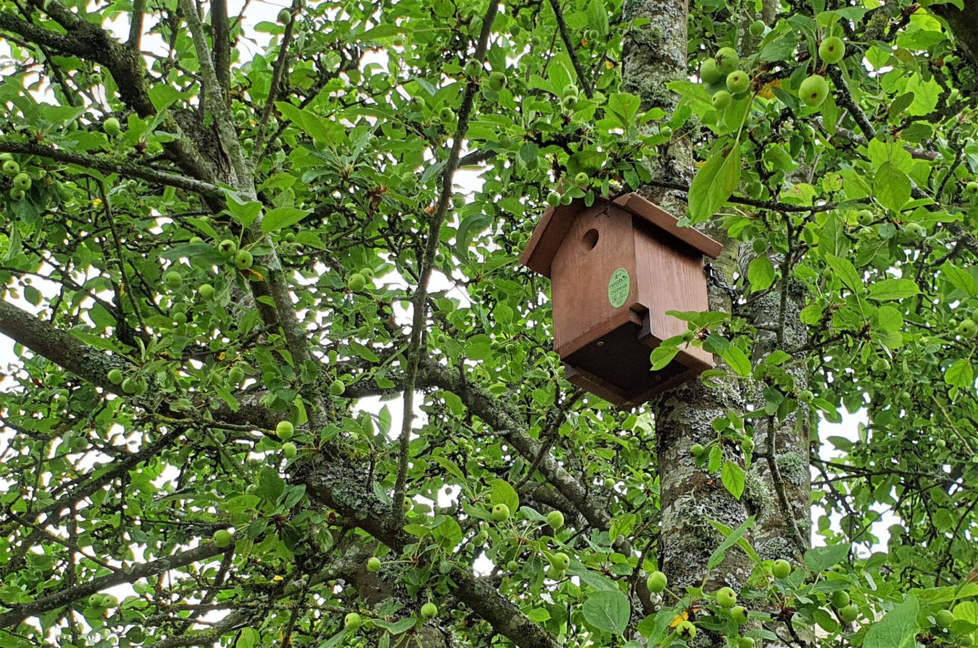 A bird box in a tree, surrounded by more trees.