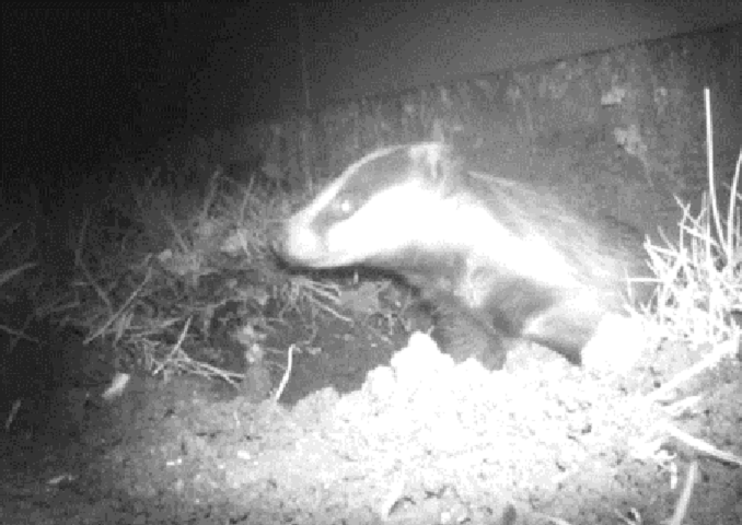 Astudiaeth achos delwedd bywyd gwyllt