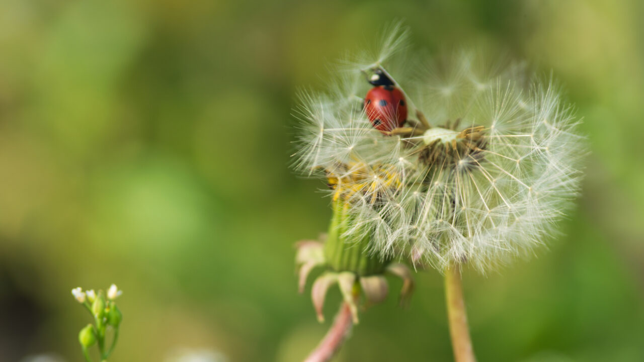 Buwch goch gota ar blanhigyn yn agos i fyny