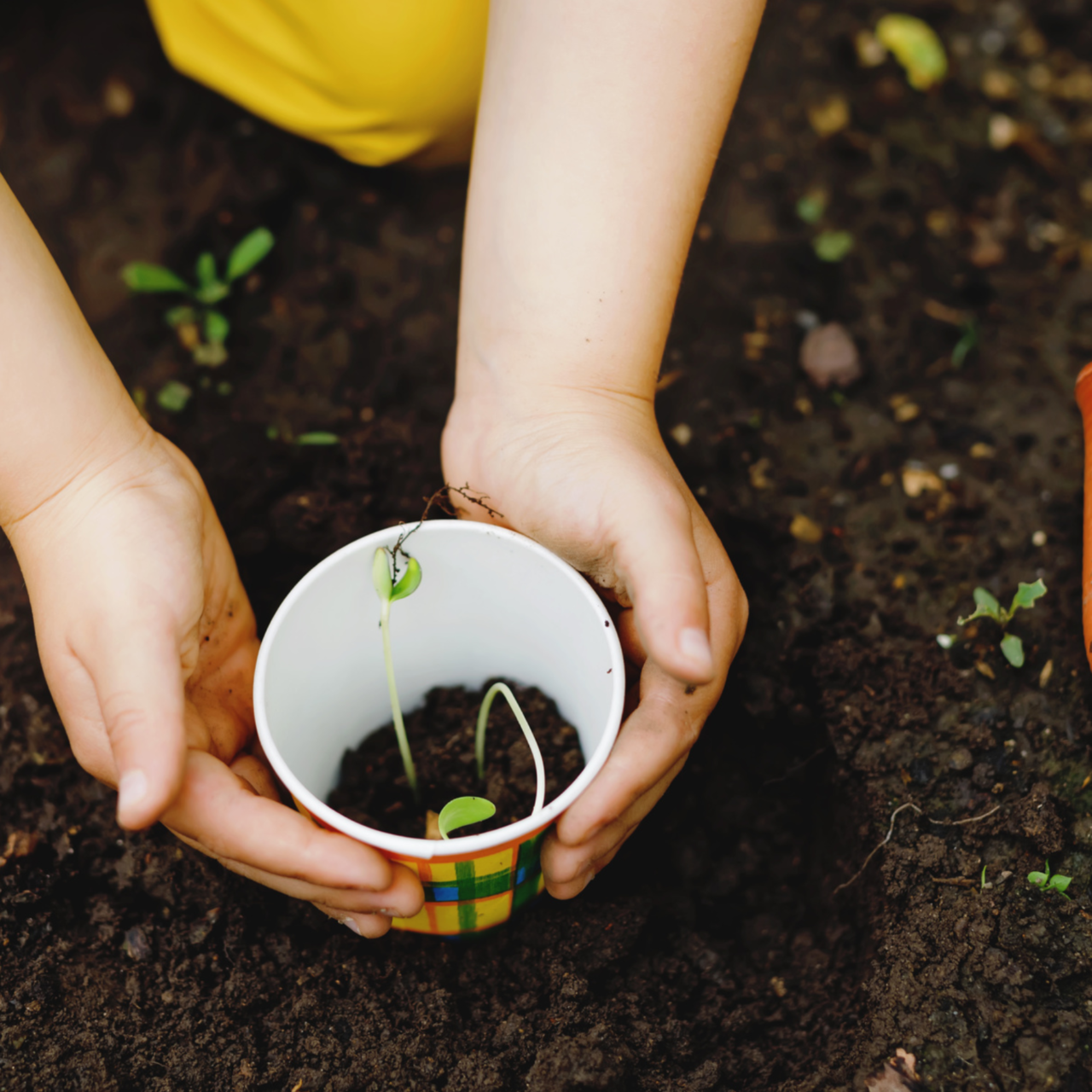 planting