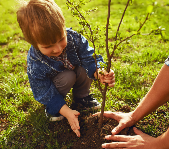 Child planting a tree sapling