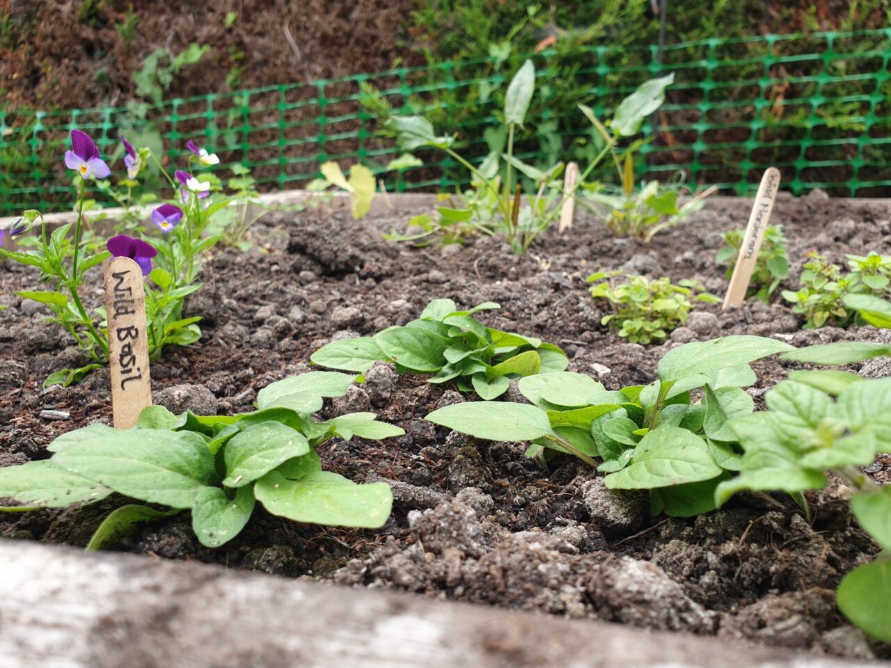 A garden bed with young plants, labelled with wooden plant markers.