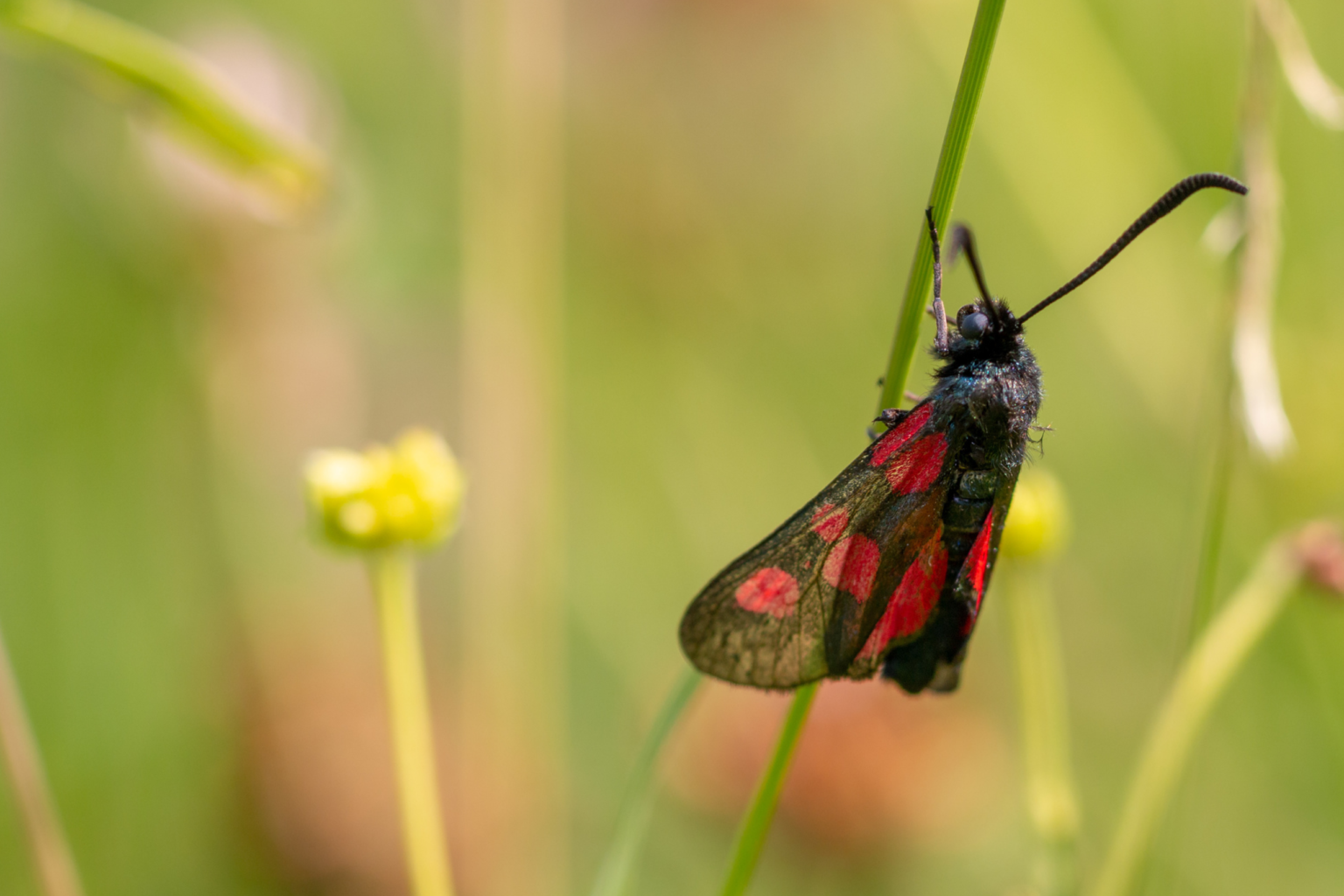 Mini Beasts Rspca Eco-Schools: Marvellous Minibeasts - Keep Wales Tidy
