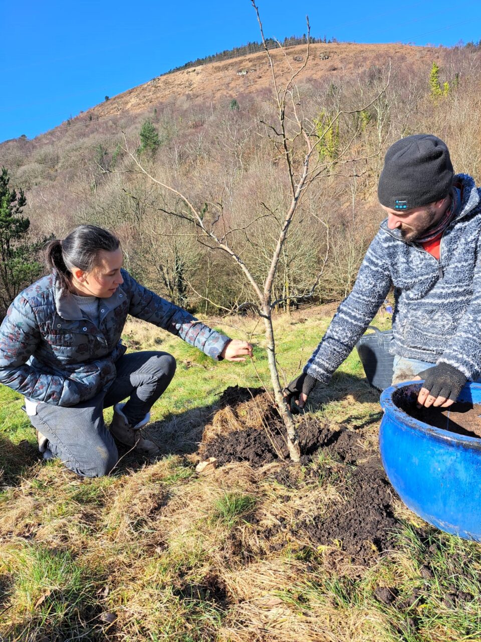 Two people planting a small tree on a grassy hillside with a blue pot of soil next to them.