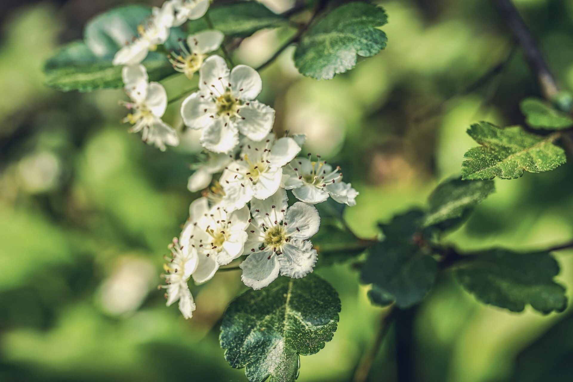 Hawthorn blossom in a hedgerow