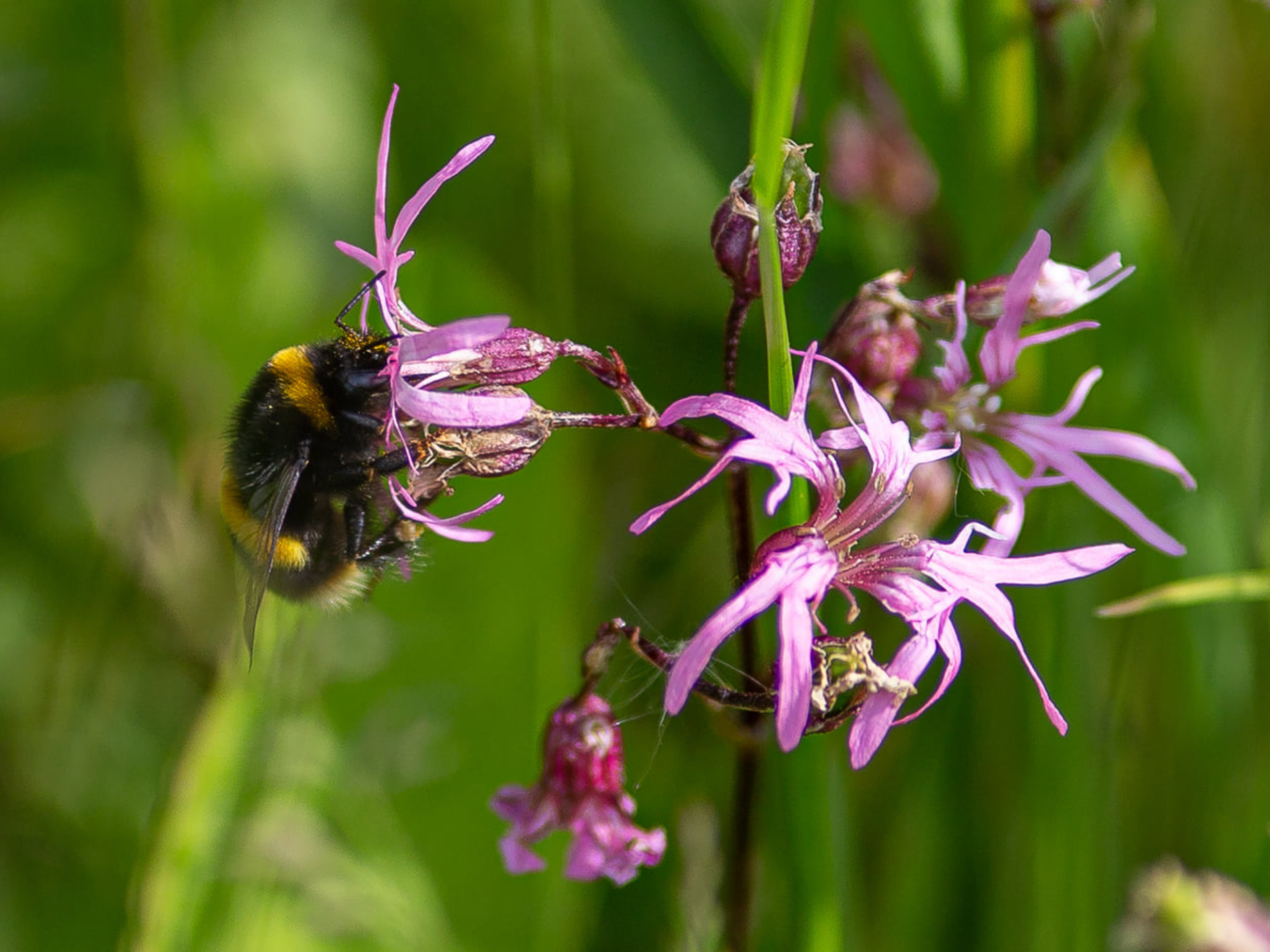 A bee sitting on a purple flower in a meadow.