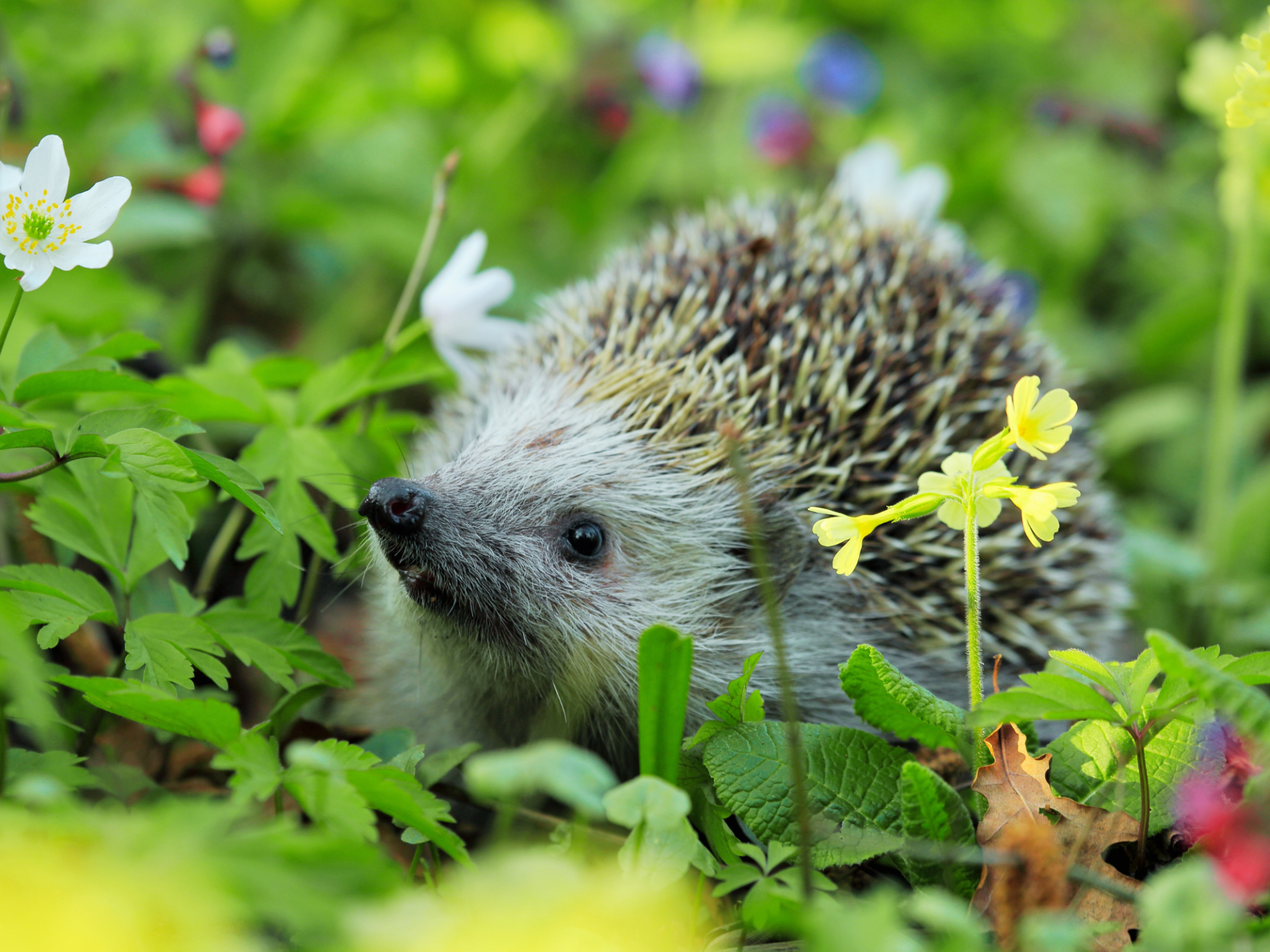 A hedgehog looking up in a field, surrounded by bright flowers.