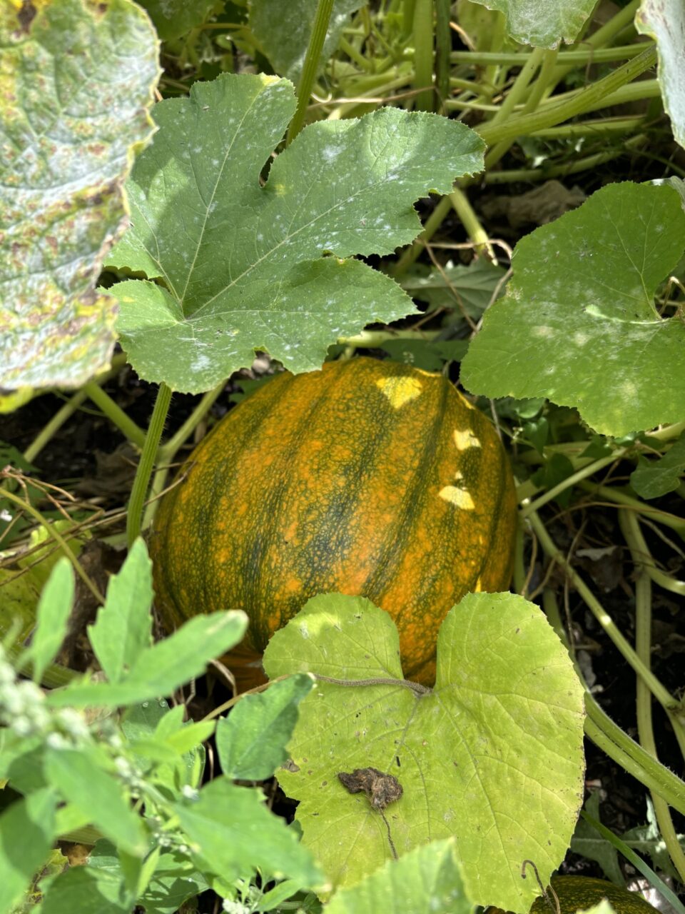 Pwmpen gyda dail o'i gwmpas.