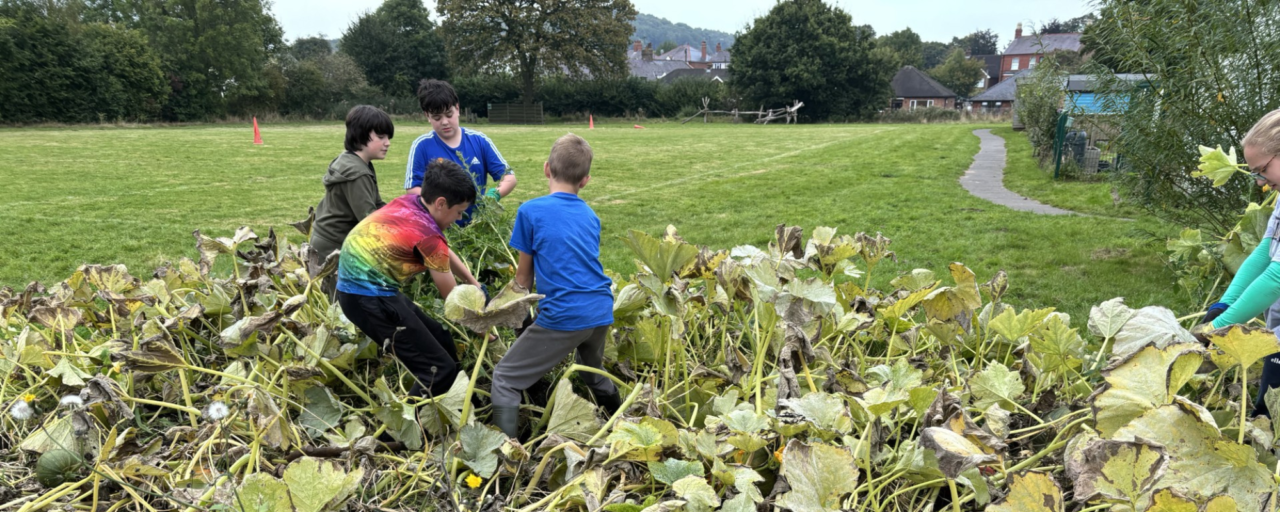 Mae pedwar o bobl yn gweithio mewn darn o ardd gyda phlanhigion mawr, deiliog.