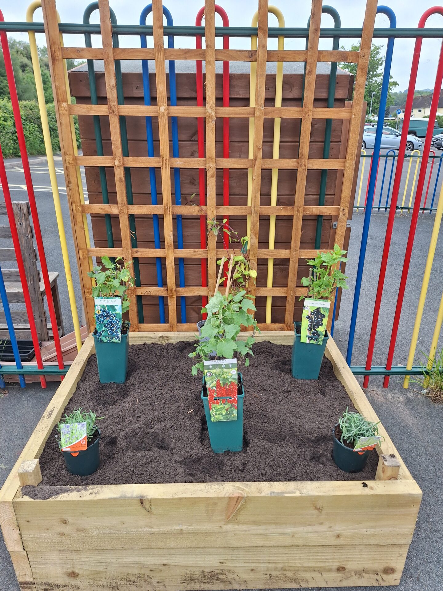 Pedwar postyn planhigion ffrwythau ar wely uchel.