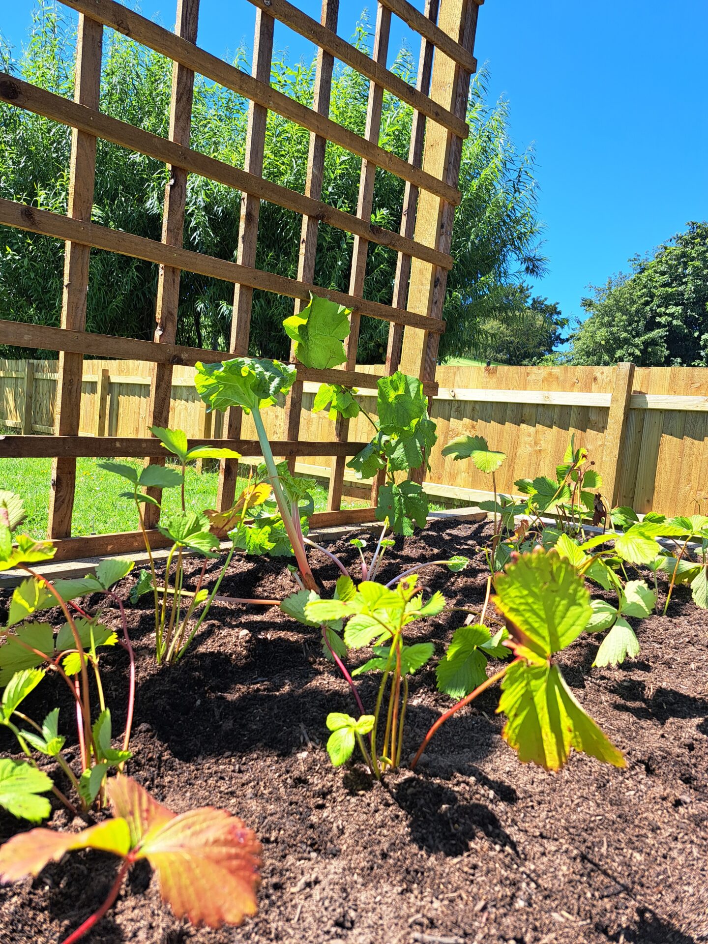 A raised bed full of growing rhubarb in a community garden.