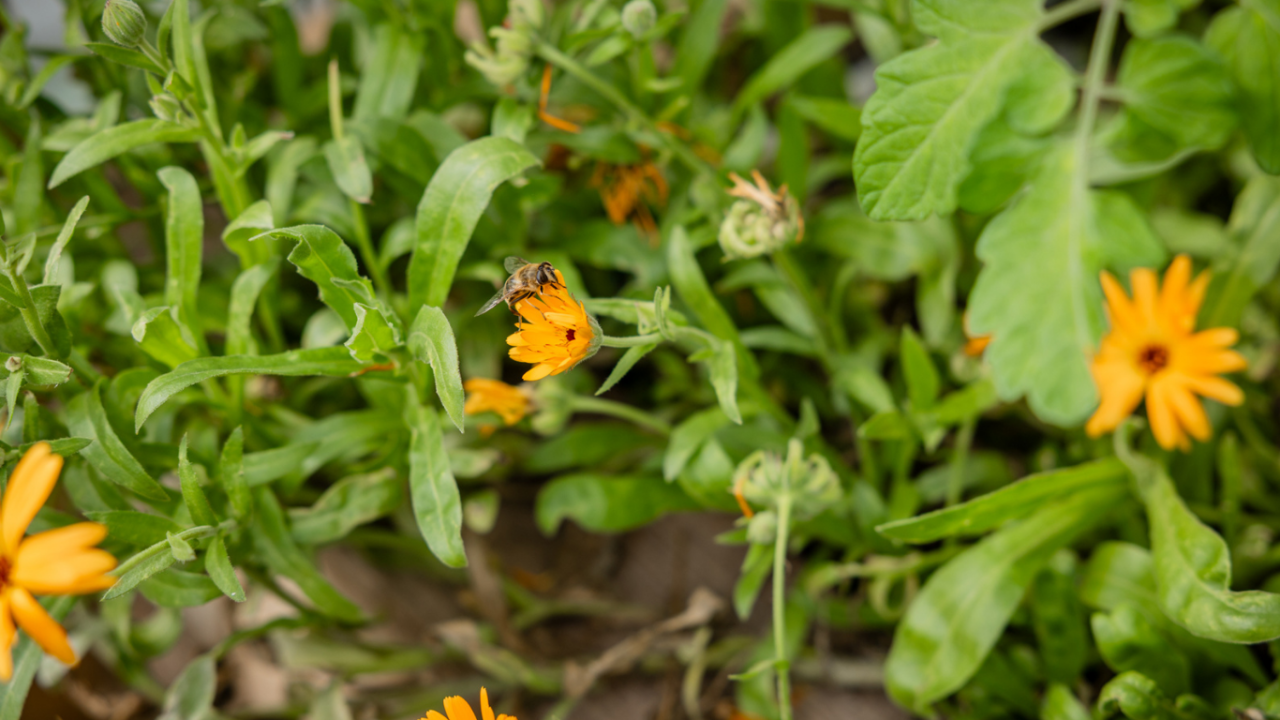 A bee sat on a yellow flower in a meadow.