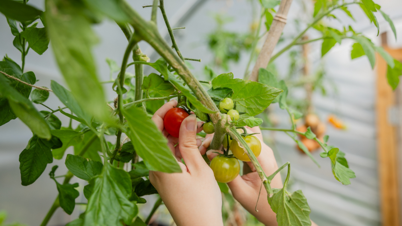 A persons hands holding up ripe tomatoes from a tree in a polytunnel.