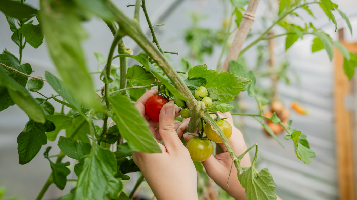 A persons hands holding up ripe tomatoes from a tree in a polytunnel.