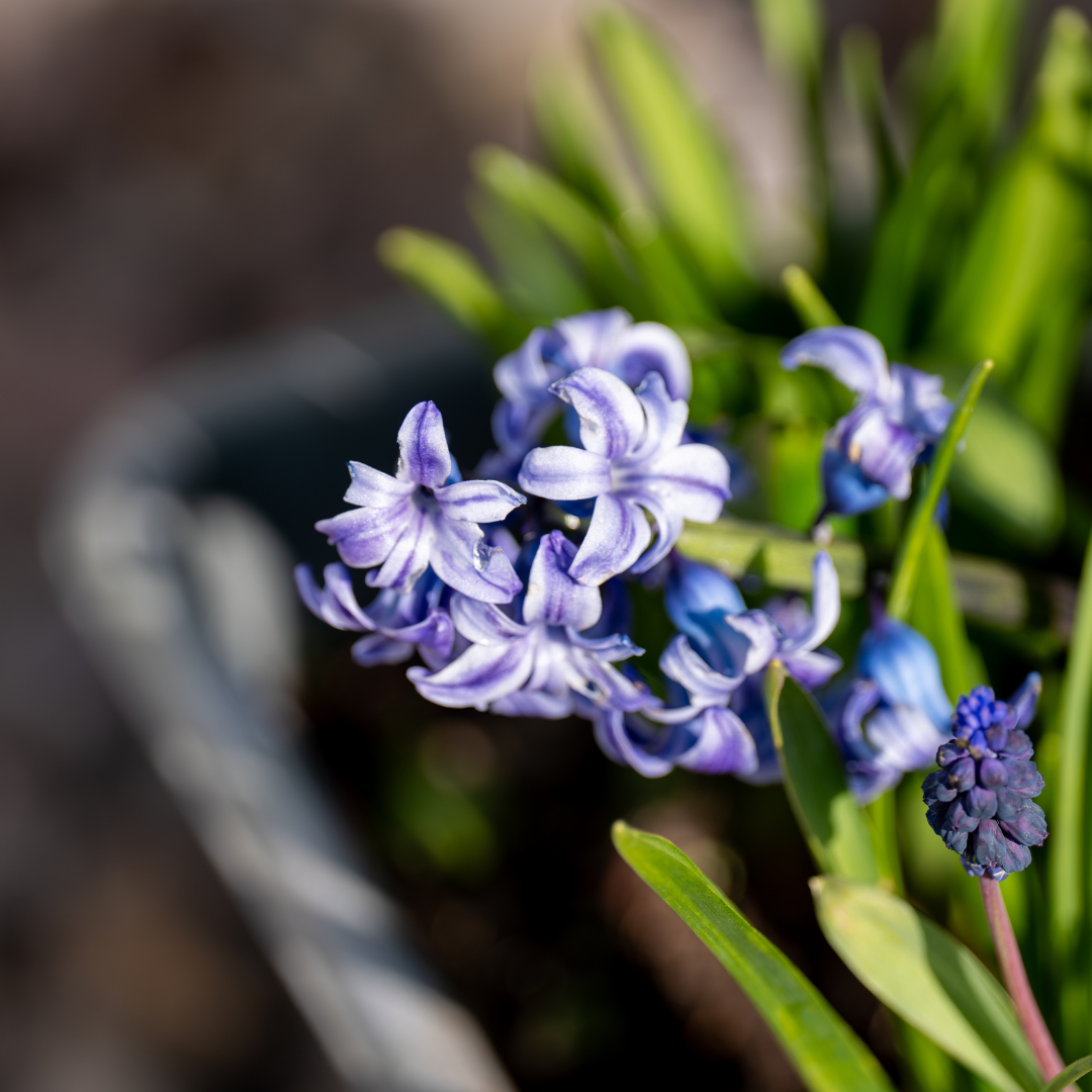 A close-up of a cluster of purple and white flowers with green leaves and a blurred background.