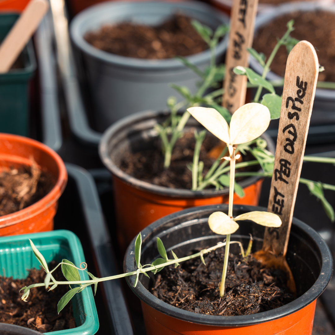 Planhigion mewn potiau gyda ffyn pren ynddyn nhw, pys melys ydyn nhw'n eu dweud.