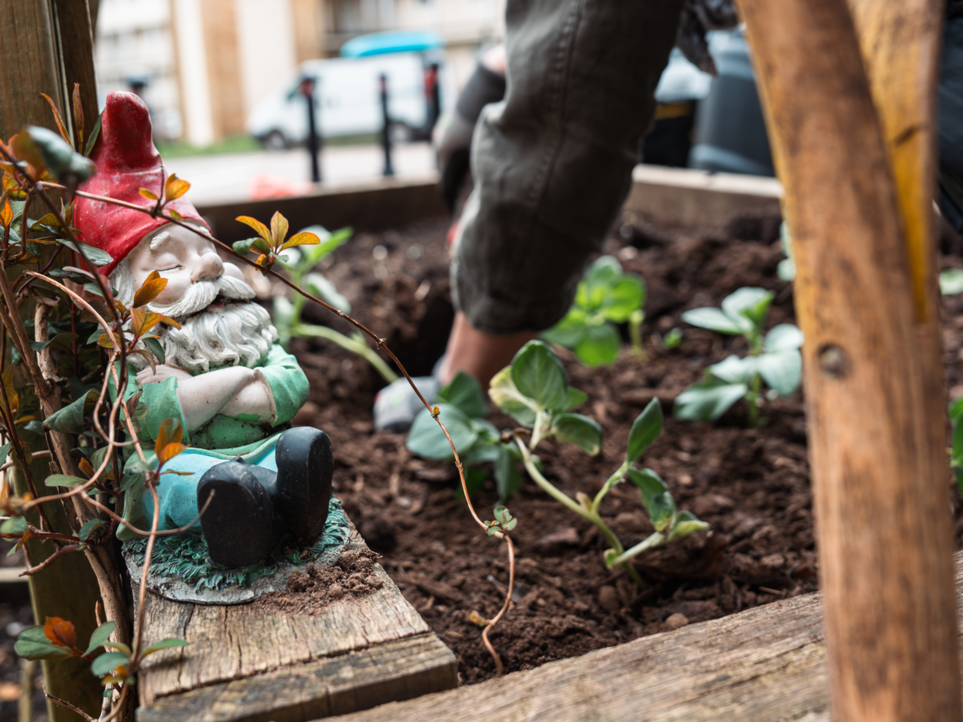 Person yn casglu chwyn mewn gwely uchel. Mae corach gardd yn eistedd ar y gwely uchel.