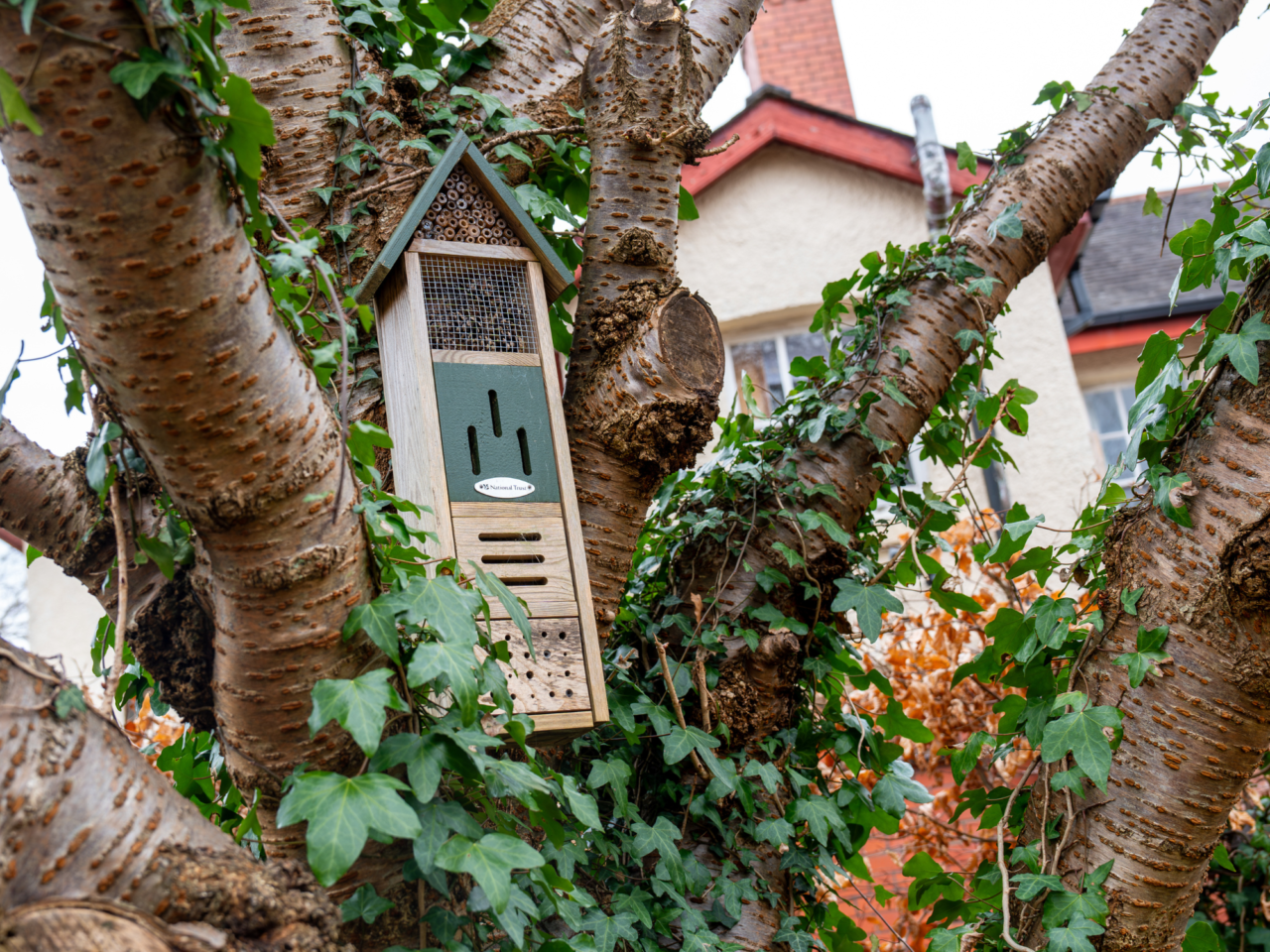 A wooden insect hotel is attached to a tree trunk covered in ivy, with a house visible in the background.