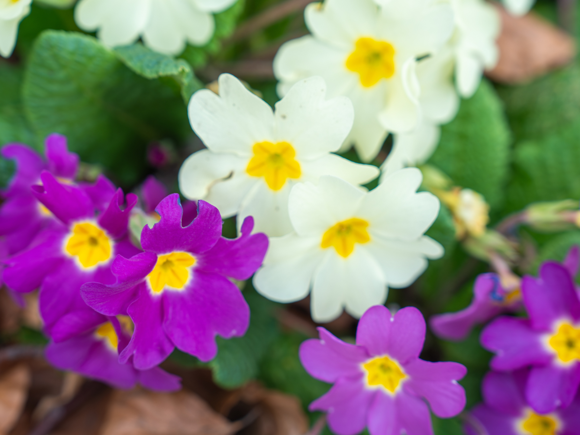 Llun agos o flodau gwyn a phorffor.