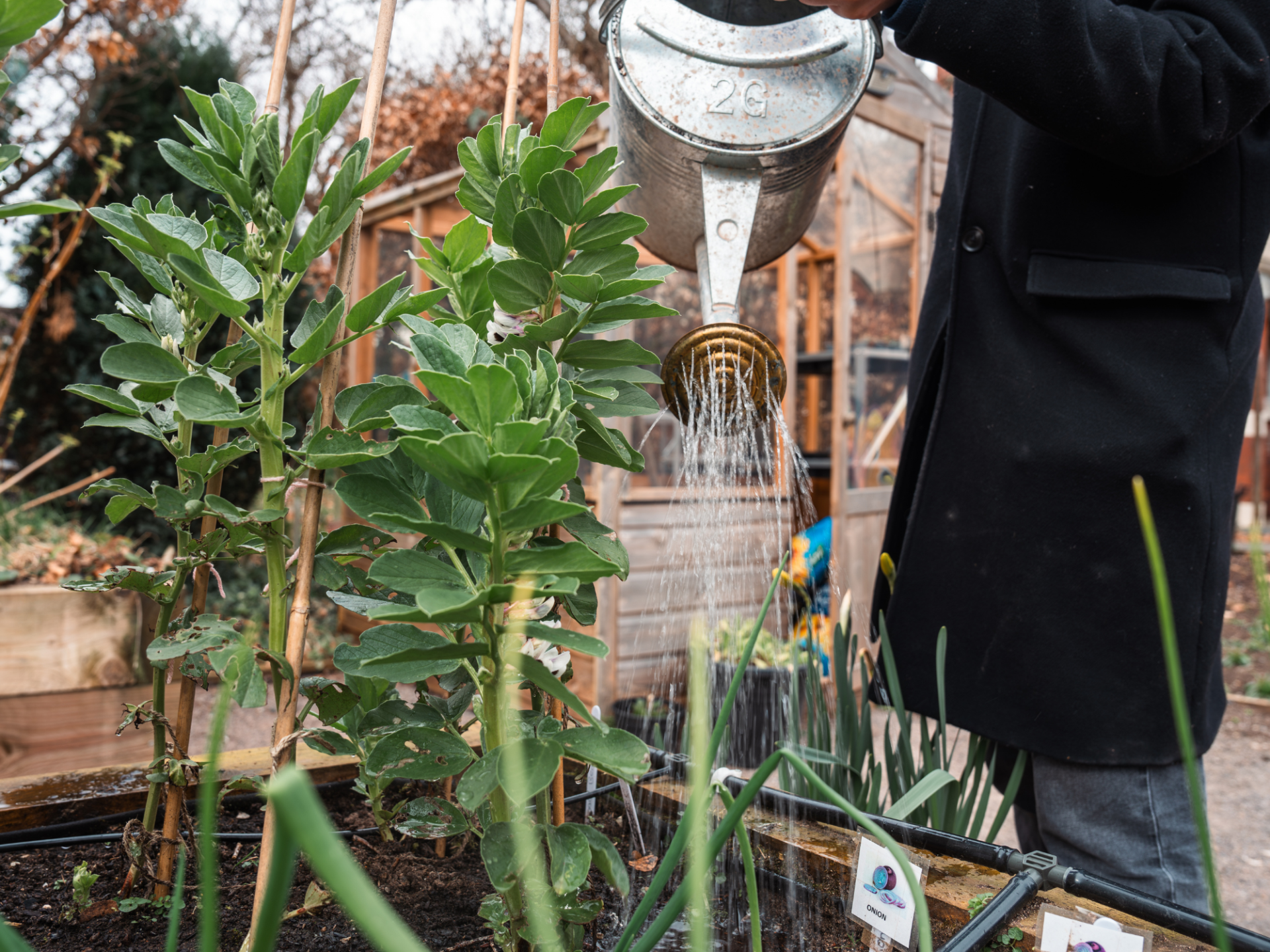 A person wearing a black coat, holding a watering can, watering plants.