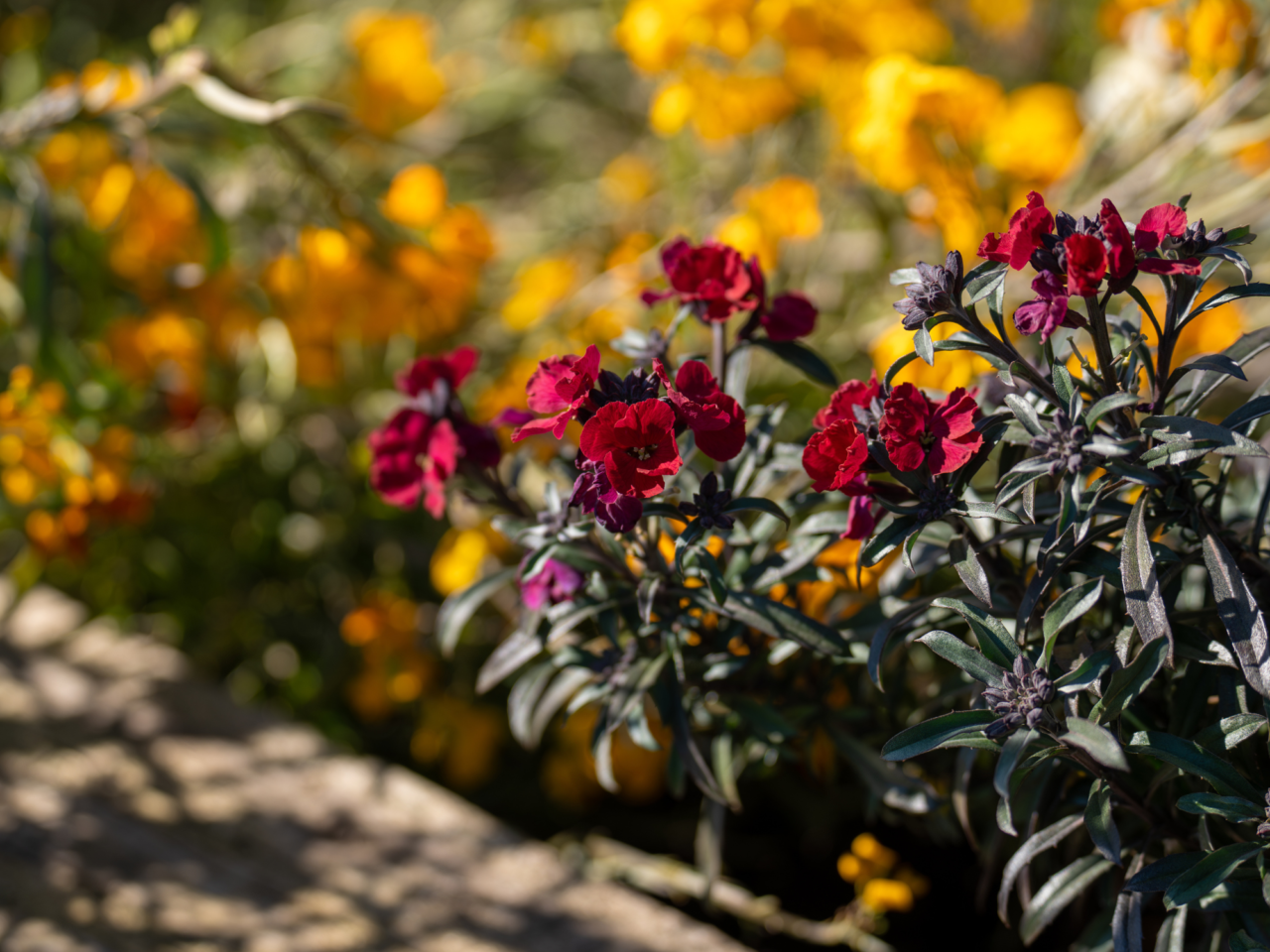A close-up of dark red flowers with small buds on a stem with grey-green leaves, with a blurred background of yellow flowers.