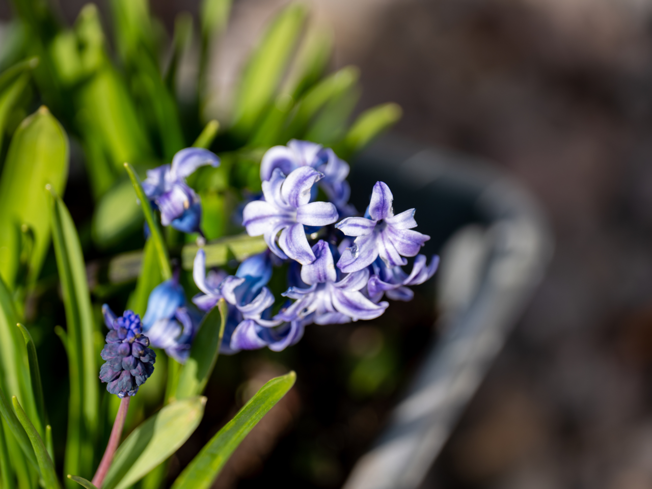 Close-up of purple and white flowers with green leaves and a blurred background.