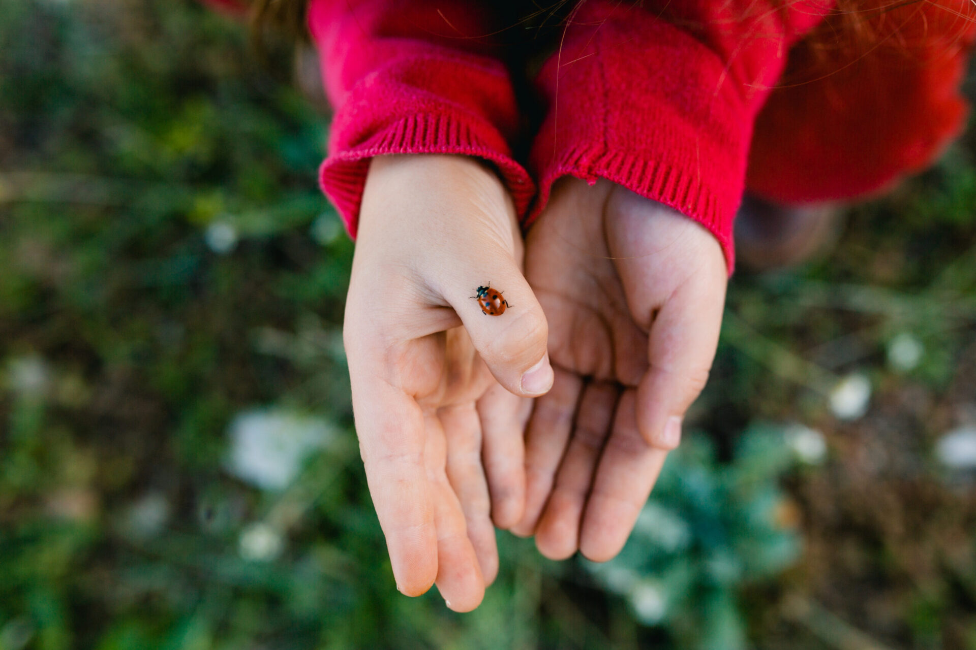 childs hand with ladybird.