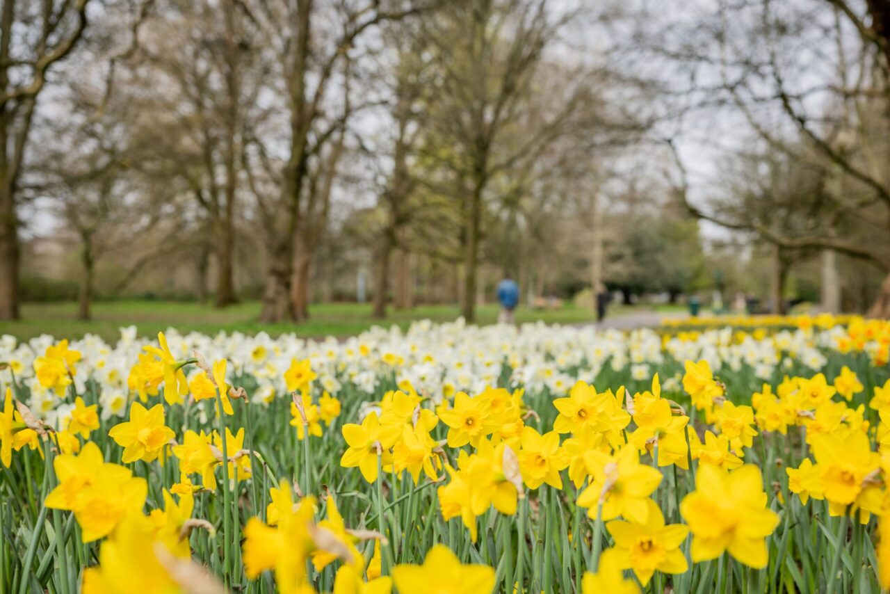 Daffodils in Bute Park, Cardiff