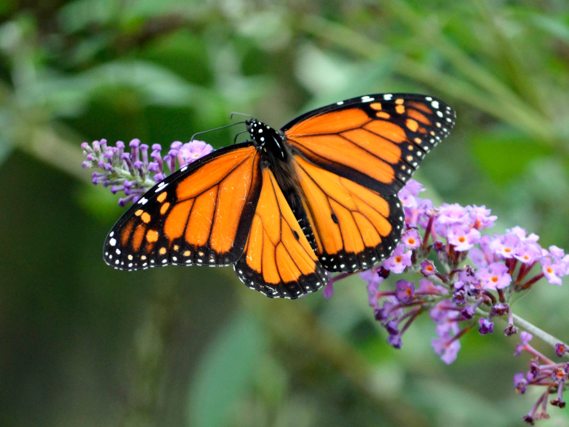 A butterfly with bright orange wings and black veining sits on a purple flower.