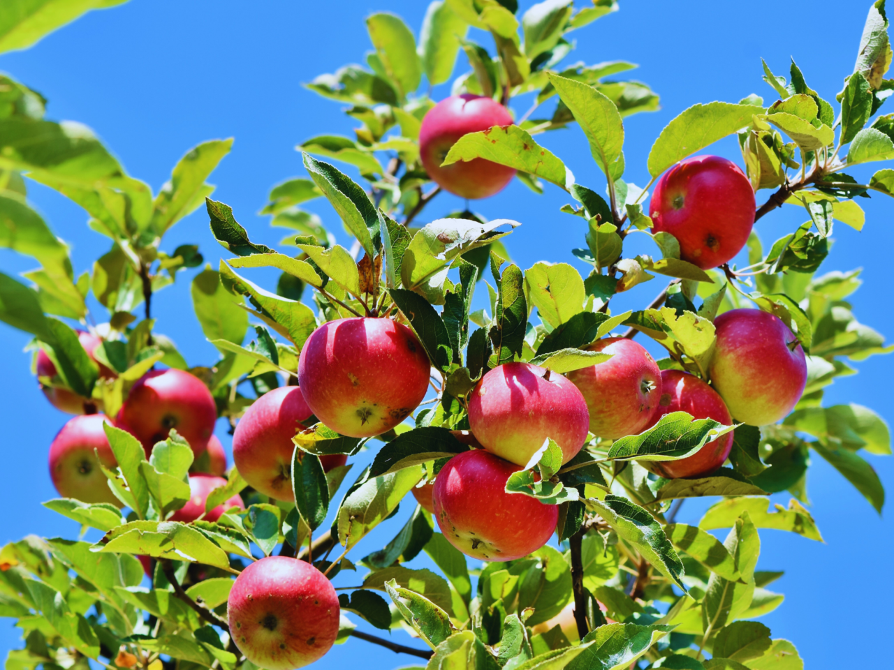 Afalau ar goeden o flaen awyr las.