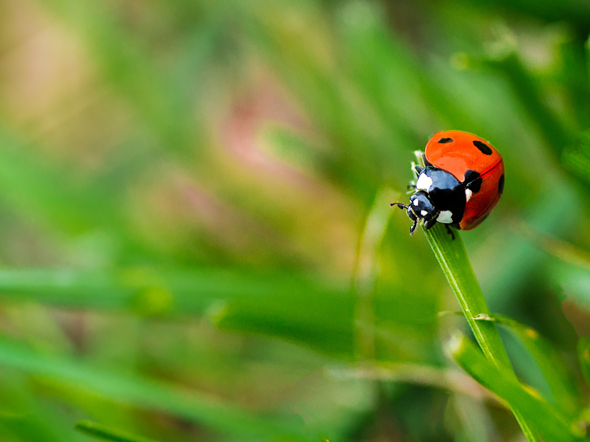 A ladybug sat on grass in a meadow.