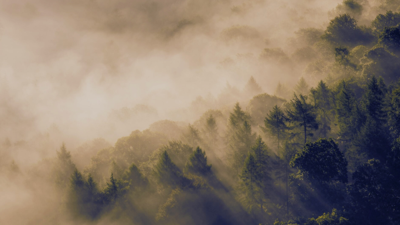 Sunlight streams with tall evergreen trees.