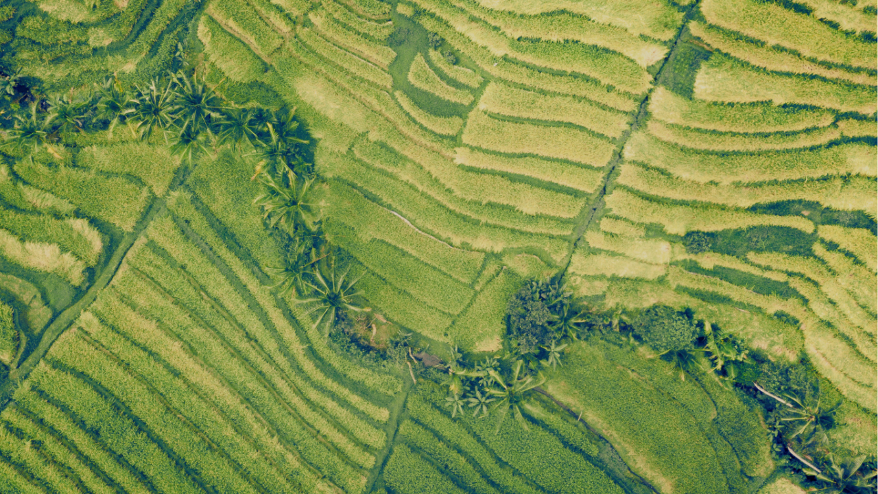 Aerial view of green rice terraces with palm trees scattered throughout.