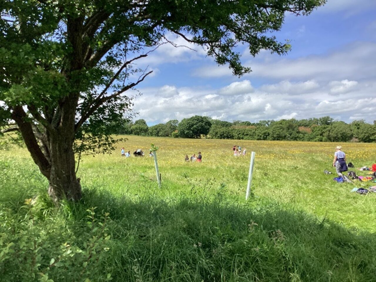 Cae gyda choeden, gyda phobl yn y cefndir pell.