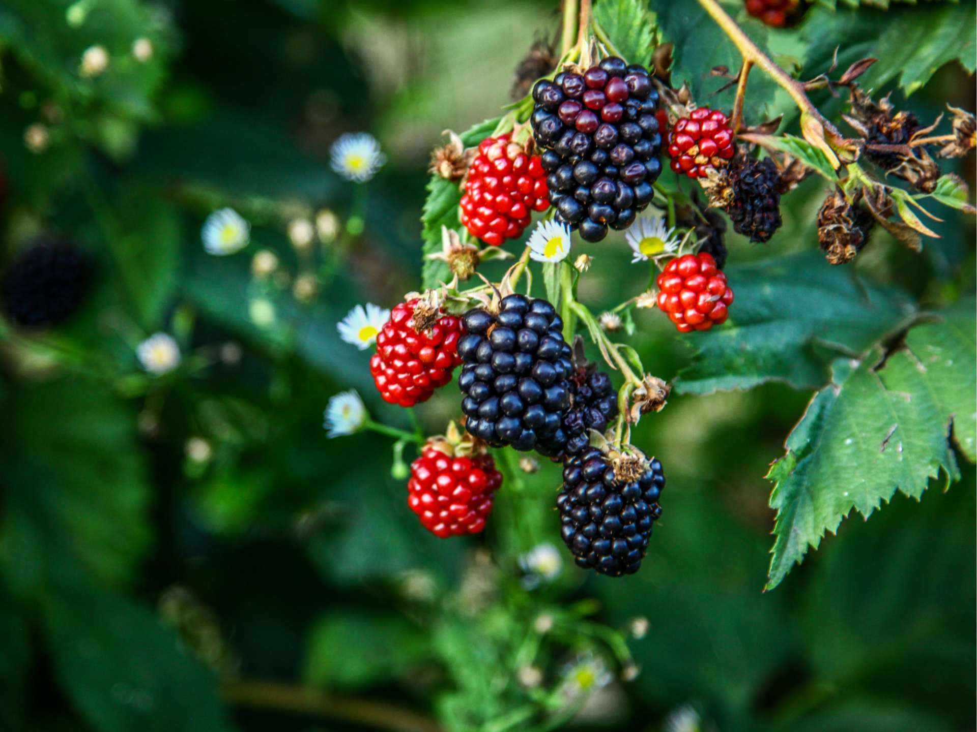 A cluster of ripe blackberries and raspberries hanging from a branch with green leaves.