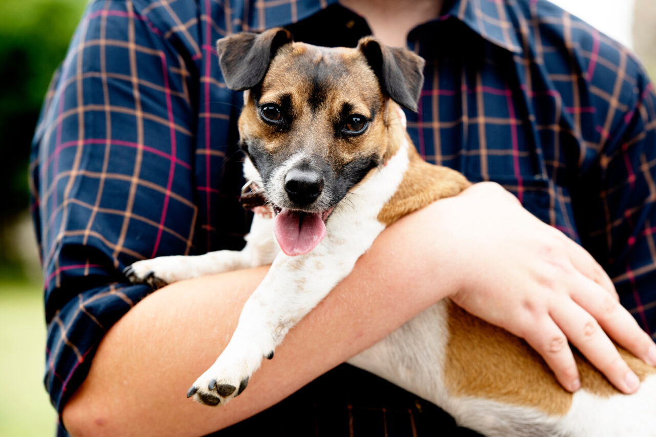 Ralph the terrier sat on the lap of his owner