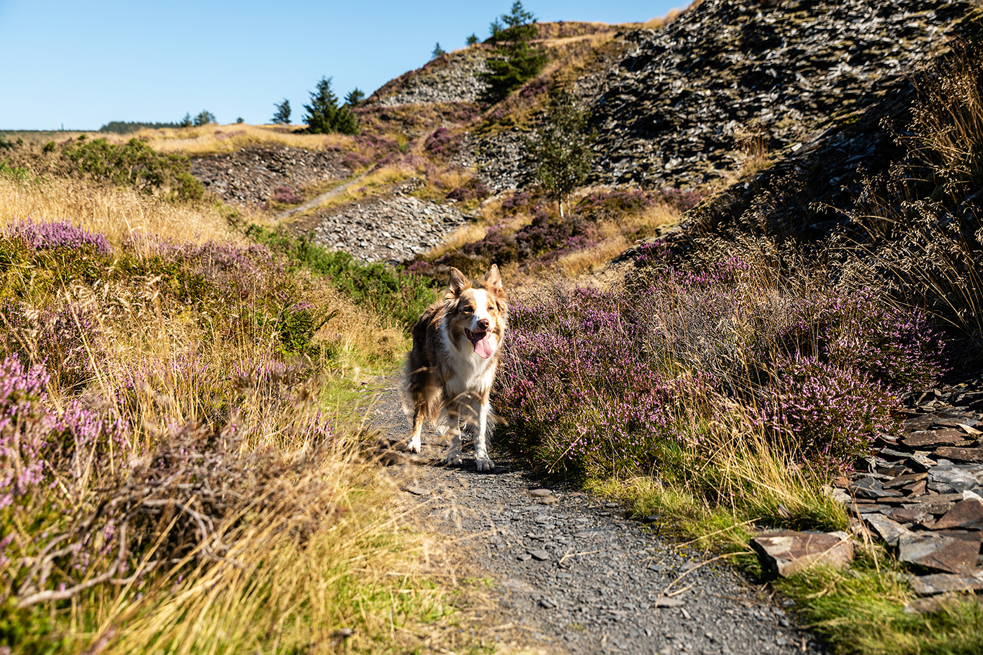 Reuban, the Welsh sheep dog walking along a footpath in the countryside