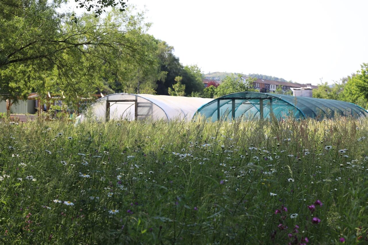 Meadow Street Community Garden and Woodland