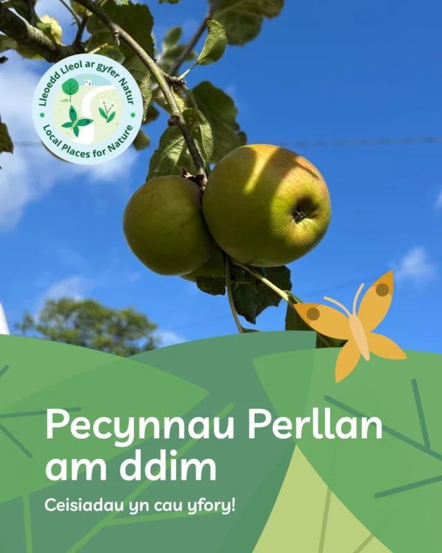⏰ Mae ceisiadau am Berllannau yn cau yfory!Mae ein Pecynnau Perllan AM DDIM yn ffordd ragorol o ddod â phobl at ei gilydd, cysylltu â natur, a dechrau tyfu rhywbeth arbennig.🌳 Pecynnau Cymunedol: Delfrydol ar gyfer grwpiau a sefydliadau lleol sydd eisiau creu mannau gwyrddach.🍎 Pecynnau Ysgol: Cefnogwch ddysgu awyr agored ymarferol ar gyfer eich dysgwyr.Gwnewch gais nawr (dolen yn y bio) ------⏰ Orchard applications close tomorrow! Our FREE Orchard Packages are a fantastic way to bring people together, connect with nature, and start growing something special.🌳 Community Packages: Ideal for local groups and organisations looking to create greener spaces.🍎 School Packages: Support hands-on outdoor learning for your learners.Apply now (link in the bio) #NôliNatur #BacktoNature